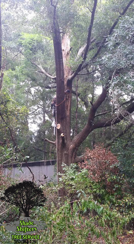 BranchRemoval 3