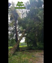 Shade Shifters Tree Service-4A