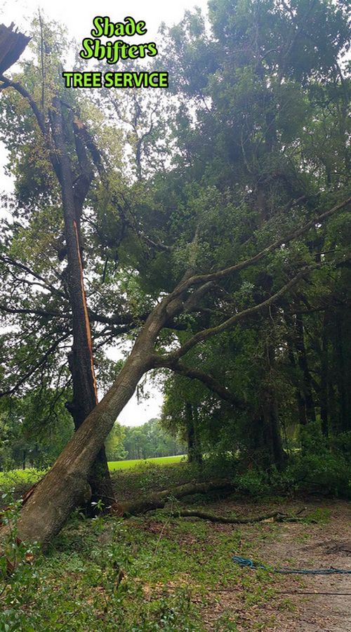 Shade Shifters Tree Service-4A