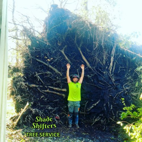 Shade Shifters Tree Service-4O
