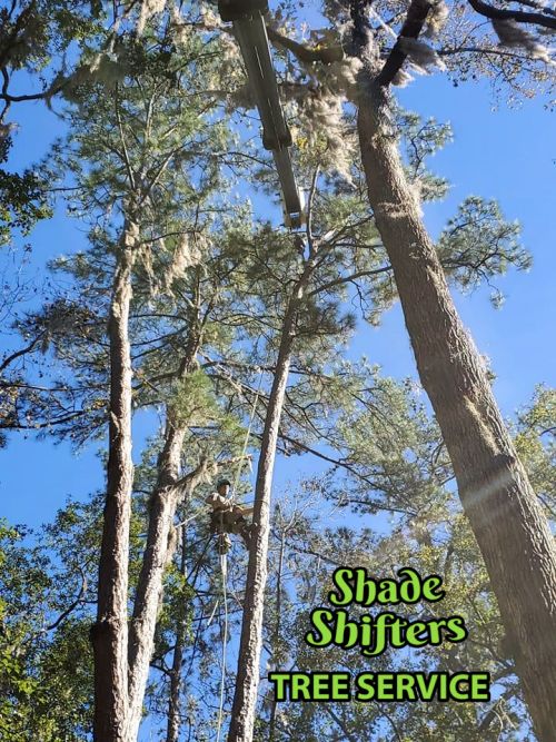Shade Shifters Tree Service-4F