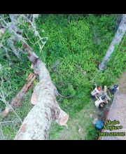 Shade Shifters Tree Service-4H