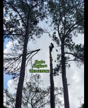 Shade Shifters Tree Service-4T