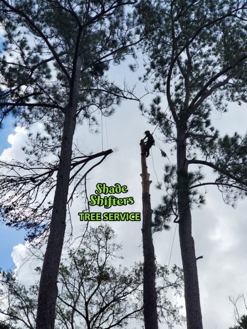 Shade Shifters Tree Service-4T