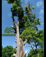 Shade Shifters Tree Service-4B