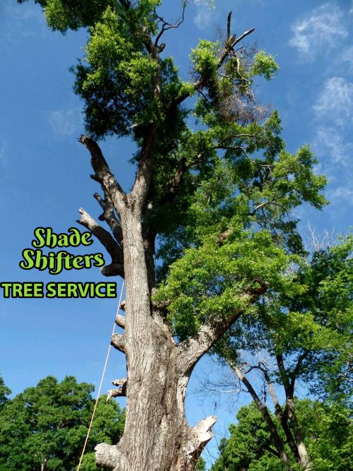 Shade Shifters Tree Service-4B