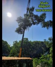 Shade Shifters Tree Service-4K