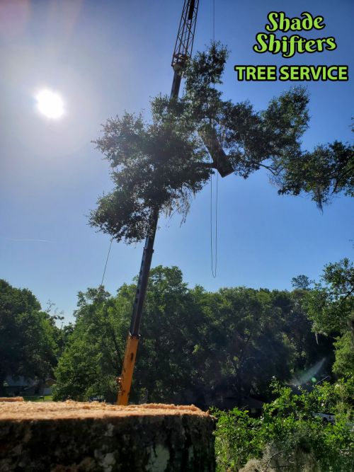 Shade Shifters Tree Service-4K